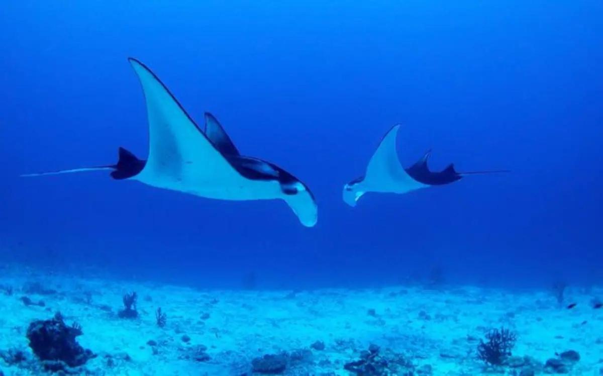 White Sandy Beach-Best Manta Snorkeling Tethi 外观 照片