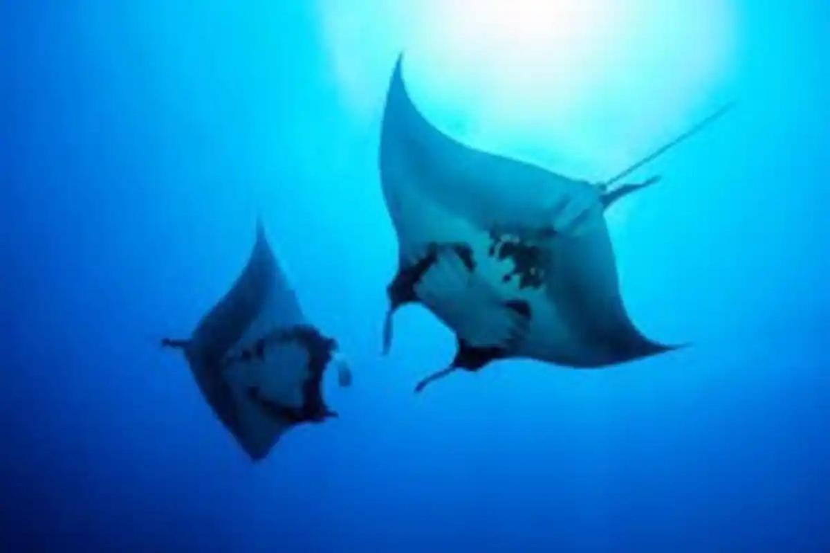 White Sandy Beach-Best Manta Snorkeling Tethi 外观 照片